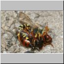 Nomada lathburiana - Wespenbiene 06a 10mm Paarung.jpg